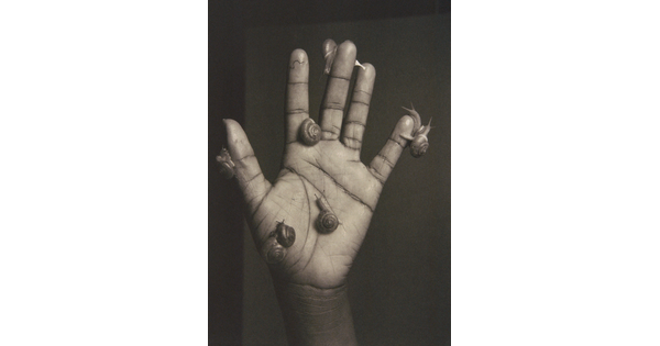 A black-and-white photograph of a open-palmed hand covered with snails crawling on the fingers and palm.