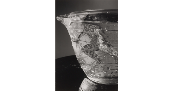 A black-and-white photograph of a frog hovering in a glass bowl filled with water, eyes just above the surface.