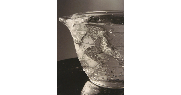 A black-and-white photograph of a frog hovering in a glass bowl filled with water, eyes just above the surface.