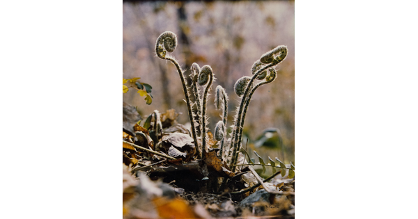 A color photograph of a close-up of fern fiddleheads growing up from leaf litter.