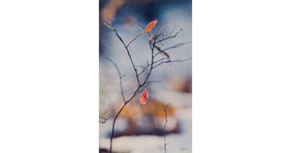A color photograph of a close-up of a twig with two red and orange leaves hanging off of it.