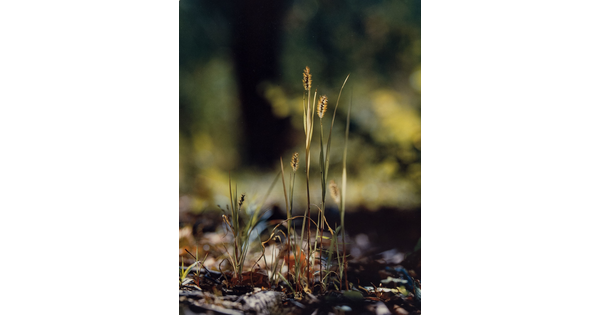 A color photograph of a close-up of blades of grass with seed heads growing from leaf litter.