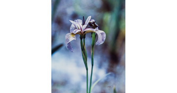A color photograph of a close-up of a purple-and-white iris.