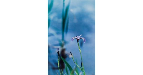 A color photograph of a close-up on a purple-and-white iris in bloom and several buds growing beside it.