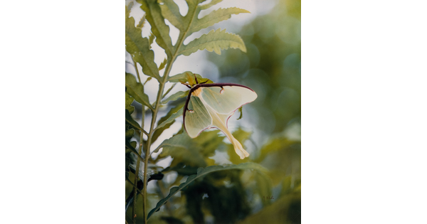 A color photograph of a luna moth suspended from a green leaf.