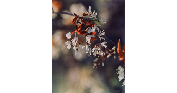 A color photograph of a close-up of a tree branch with white blossoms.