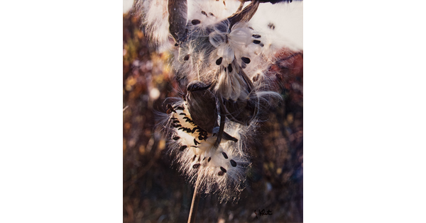 A color photograph of a close-up of milkweed seed pods that have burst open, seeds and silk emerging.