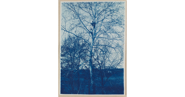 A black-and-white photograph of two men standing high up in the branches of a large, leafless tree.