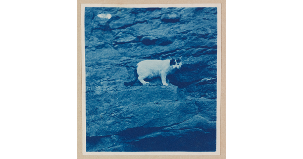 A black-and-white photograph of a white-and-black cat standing on a ledge of rocks.
