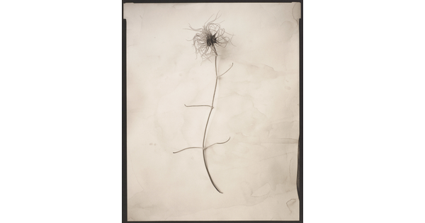 A black-and-white photograph of a dried flower blossom laid flat on a crumpled piece of white paper.