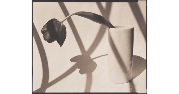A black-and-white photograph of a flower falling over the side of a vase; shadows from windowpanes are layered over the scene.