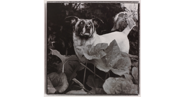 A black-and-white photograph of a small dog behind the large leaves of a plant.