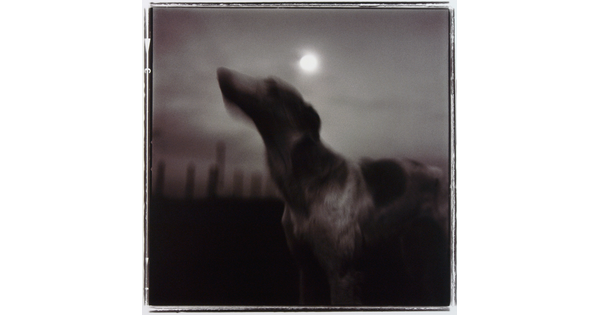 A blurred black-and-white photograph of a spotted dog raising its head; the moon in the sky above it.