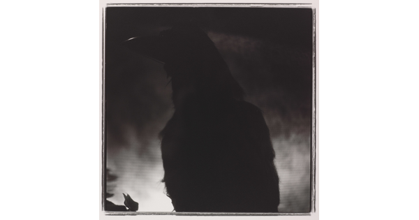 A black-and-white photograph of the silhouette of a crow against a dark and cloudy background.