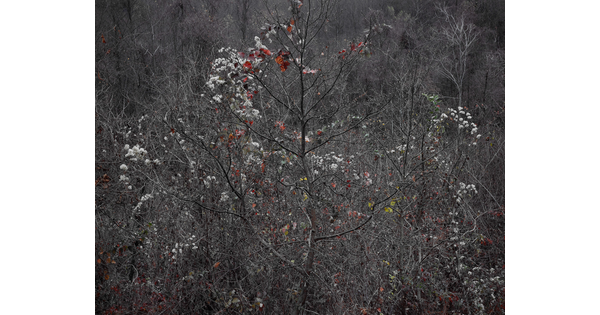 A color photograph of mostly leafless trees with a few red and green leaves and white blooms scattered throughout the branches.