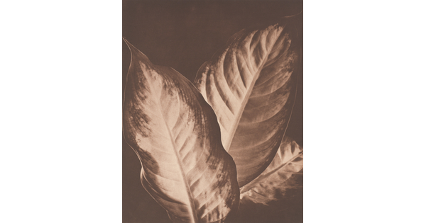 A sepia-toned photograph of three large plant leaves that are lighter in the middle and have darker edges.