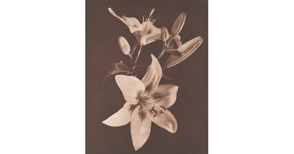 A sepia-toned photograph of a close-up of lilies with two fully bloomed flowers and four buds.