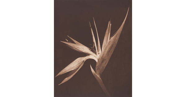 A sepia-toned photograph of a flowering plant with the pointy petals open like a fan.