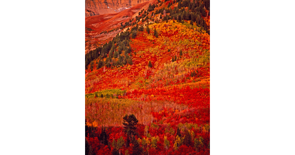 A color photograph of hills covered in autumn trees with bright red, orange, and green leaves.
