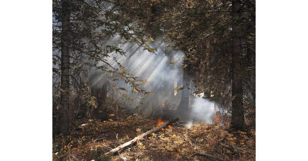 A color photograph of a smoky forest and several small fires in the leaves beneath the trees.