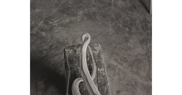 A black-and-white photograph looking down on a wood beam with two snake tails, one with a rattle.