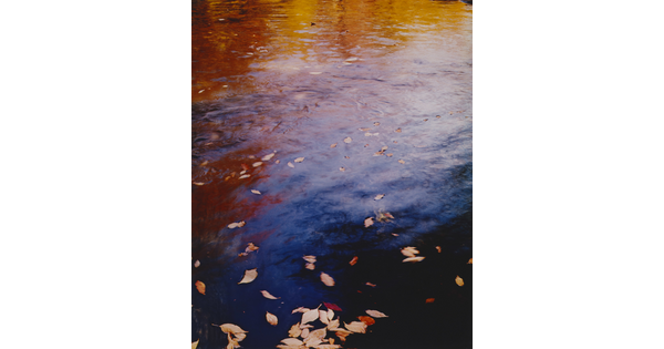 A color photograph of water reflecting autumn trees and fall-colored leaves floating on the water's surface.