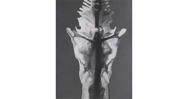 A black-and-white photograph of an abstracted detail of an animal bone in which a crucifix shape is visible.