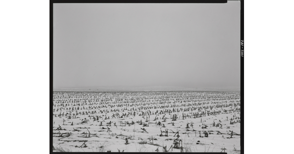 A black-and-white photograph of a flat landscape with snow partially covering dead crops under a cloudy sky.
