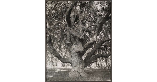 A black-and-white photograph of a large, gnarly tree.