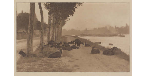 A sepia-toned photograph of a group of goats lying on a dirt path near a river.