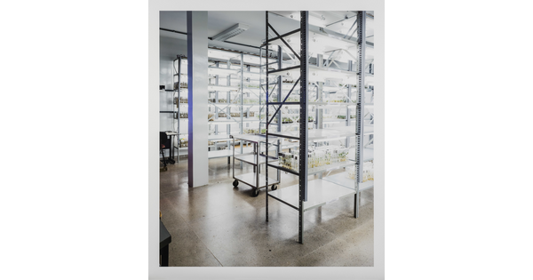 A color photograph of a storage area in a laboratory with multiple metal shelving units containing plants in artificial light.