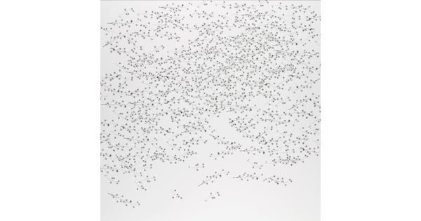 A black-and-white photograph of hundreds of small stems and tiny flowers.