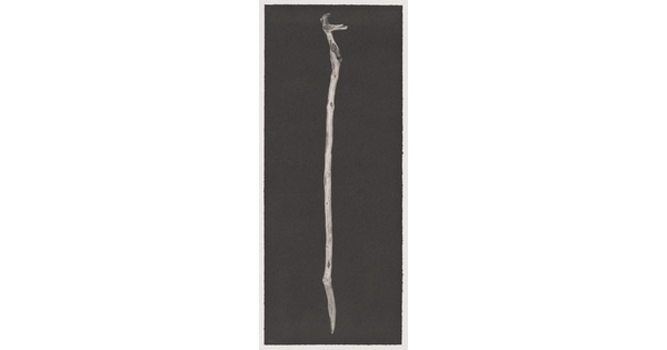 A black-and-white photograph of a mostly straight, smooth, water-worn wooden stick on a black background.