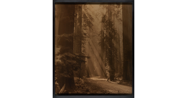 A sepia-toned photograph of sunbeams streaming through a forest of tall evergreens.