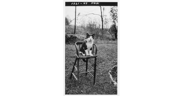 A black-and-white photograph of a black-and-white cat sitting on a bar stool outside.