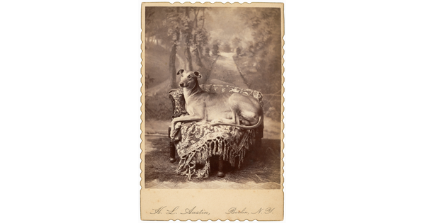 A black-and-white studio photograph of a greyhound-like dog seated on a carpet-covered chair in front of a scenic backdrop.
