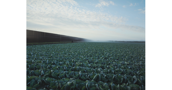 A color photograph of a vast cabbage crop next to the border fence dividing Texas and Mexico.