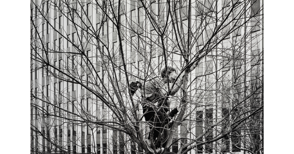A black-and-white photograph of a White man crouched in a leafless tree looking toward an office building covered in windows.