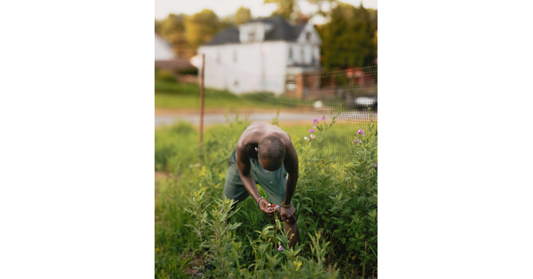 A color photograph of a Black man bent over a purple flower in what looks like a neighborhood garden.