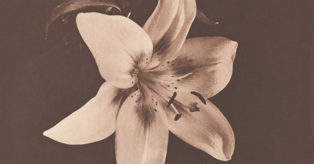 A sepia-toned photograph of a close-up of lilies with two fully bloomed flowers and four buds.