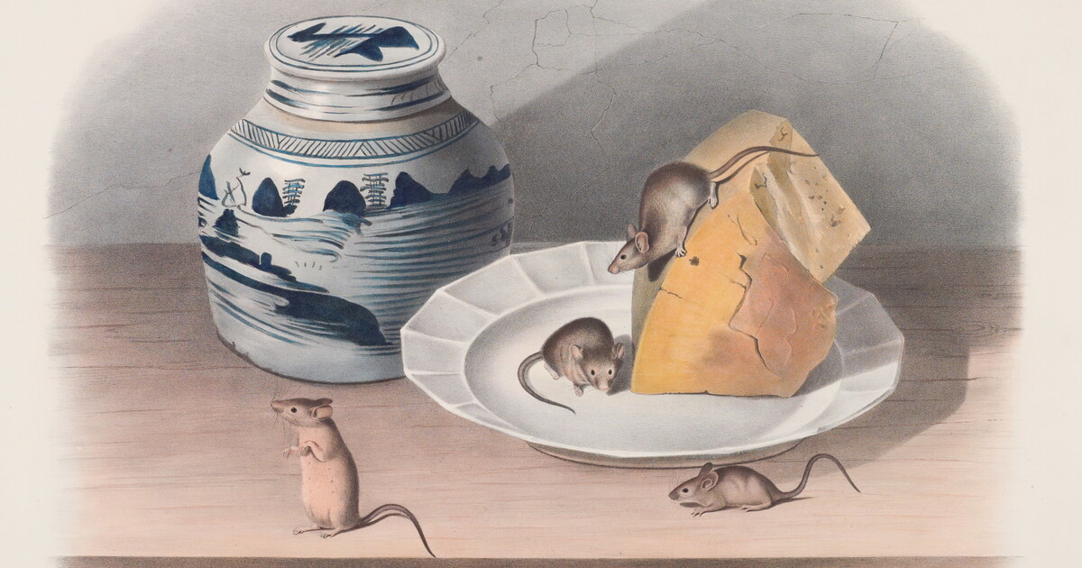 Mus musculus, Linn. Common Mouse. Male. Female & Young. Natural size ...