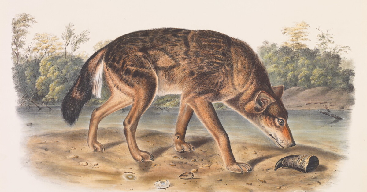 その他 rufus lupus Canis lupus, Linn, Var. rufus. Red Texan Wolf. Male. | Amon Carter
