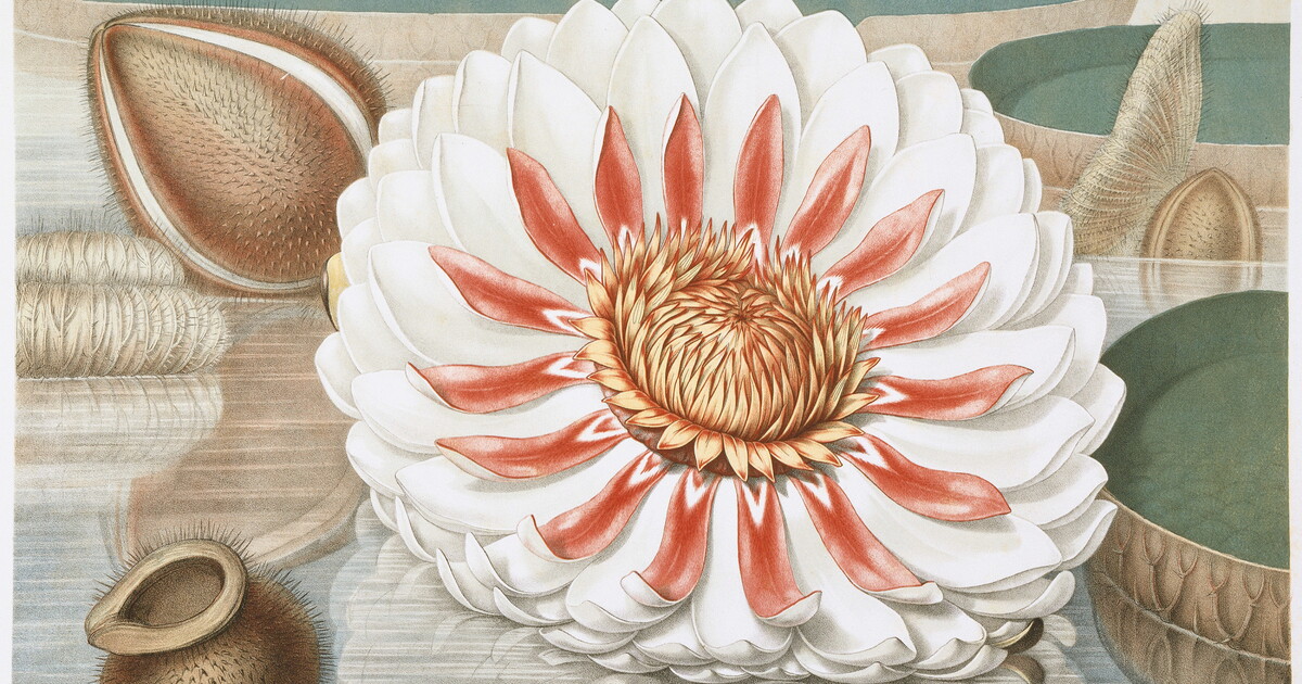 Complete Bloom | Amon Carter Museum of American Art