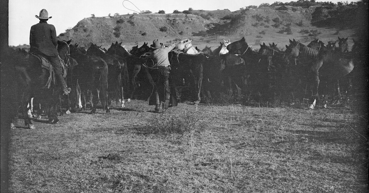 The JA cowhands roping out their mounts from the remuda in the early ...