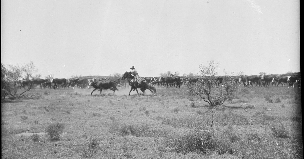 [Cowboys working the herd, LS Ranch, Texas] | Amon Carter Museum of ...