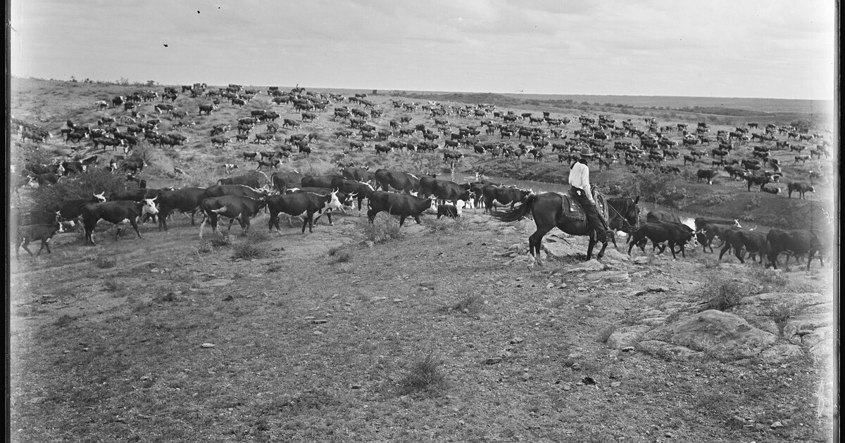 Cpunch Ranch Cowpuncher of the SMS Ranch watering the herd. This was originally the ...