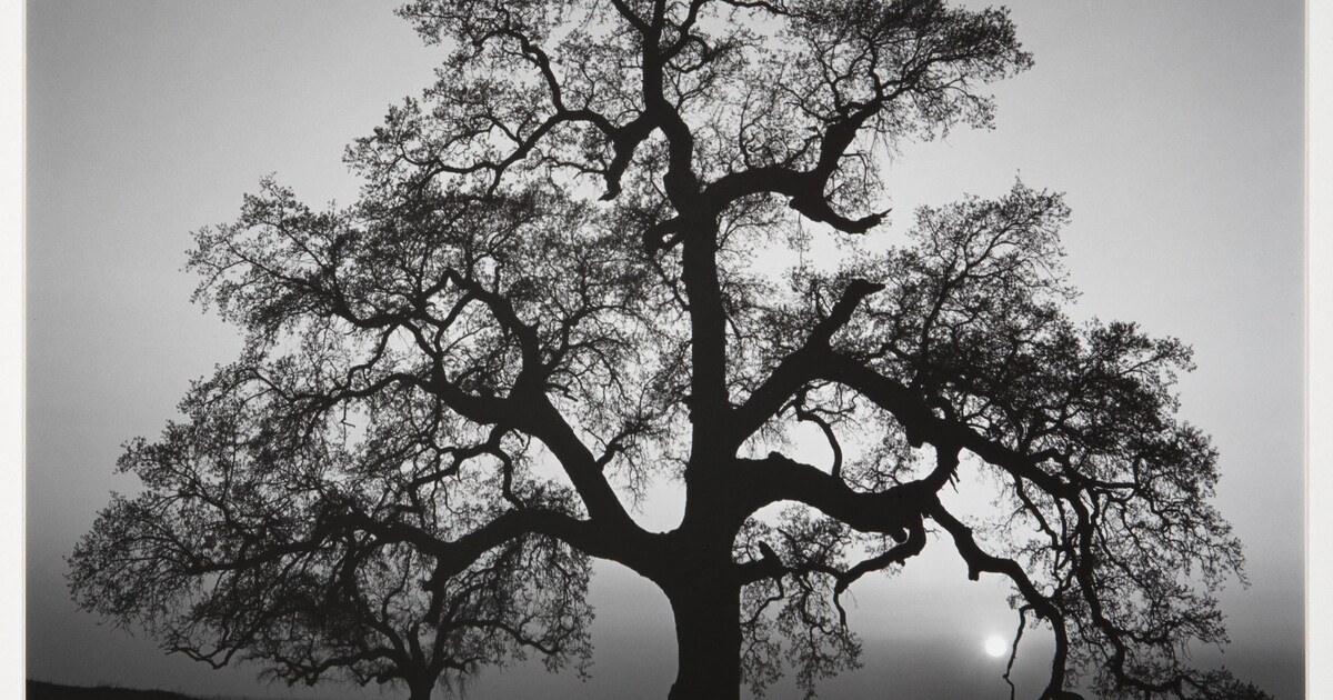 Oak Tree, Sunset City, Sierra Foothills, California | Amon Carter