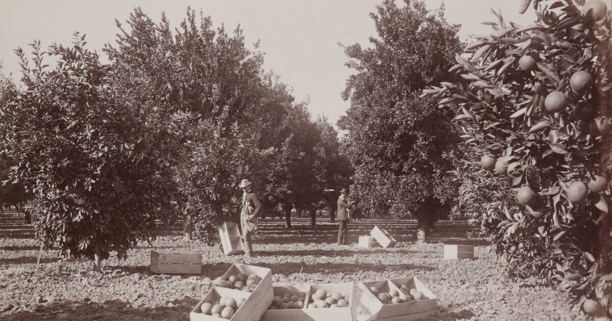 [Orange grove near Riverside, California] | Amon Carter Museum of ...