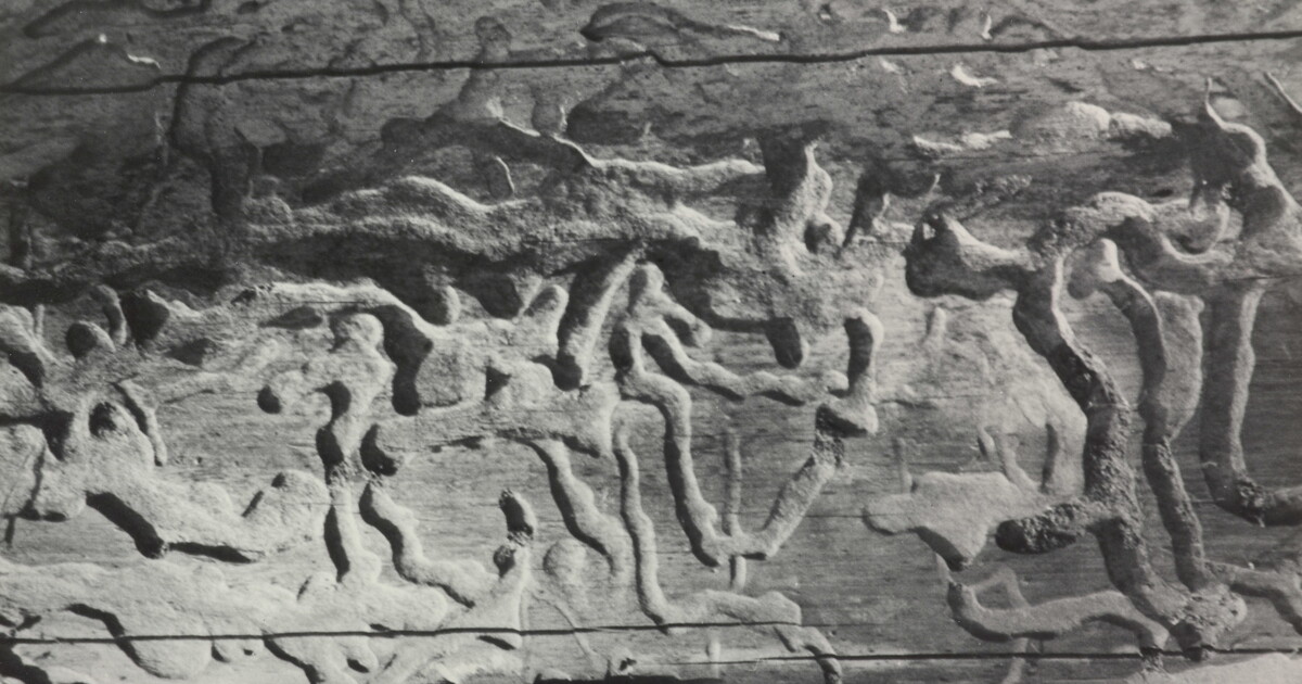 Worm Paths in Cypress Wood [Aftermath of War] | Amon Carter Museum of ...