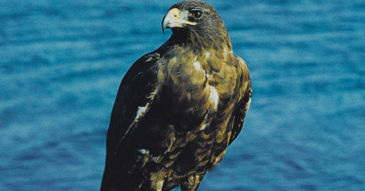 Galápagos Hawk, Adult, Punta Espinosa, Fernandina Island, Galápagos ...